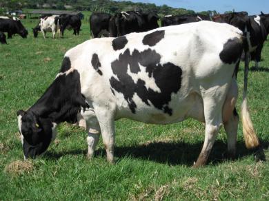 Bovinocultura de Leite