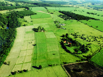 Fazenda Gado de Leite