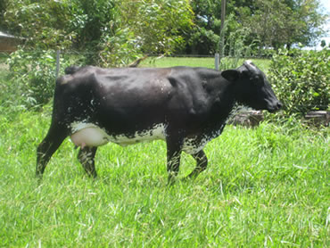 Novilha Girolando Mojando