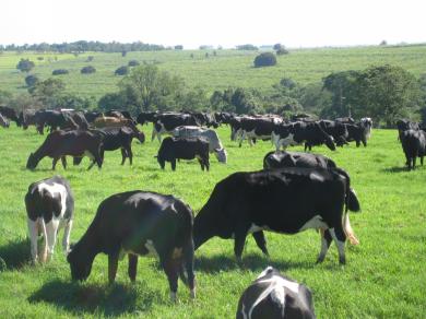 Gado em Lacta&ccedil;&atilde;o