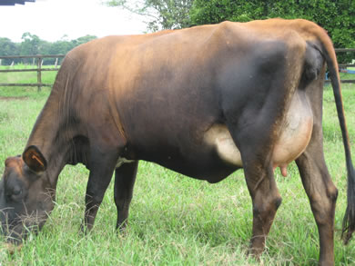 Novilha Jersolando Mojando