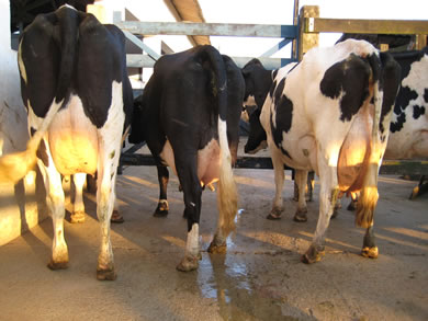 Vacas em Lacta&ccedil;&atilde;o