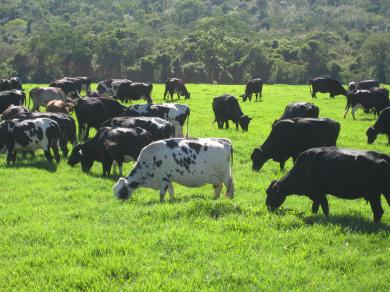 Gado em Lacta&ccedil;&atilde;o